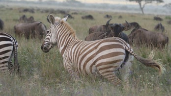 Incredible photographs show rare 'blond' zebra thriving in the wild