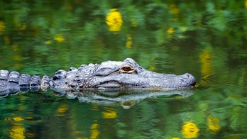 Alligator caught 'swimming' through flooded Florida roadway