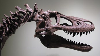 What's the controversy over the baby T. Rex listed on eBay?