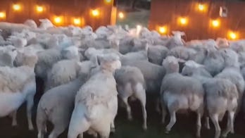 Massive sheep herd invades California homeowner's backyard