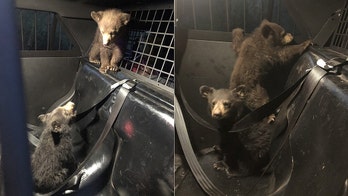 Bear cubs rescued by Arizona trooper after mother killed in car crash