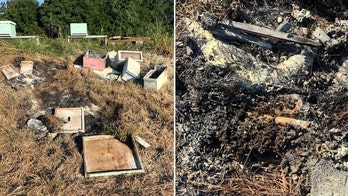 Beehives in Texas attacked, set on fire, killing half a million bees, officials say