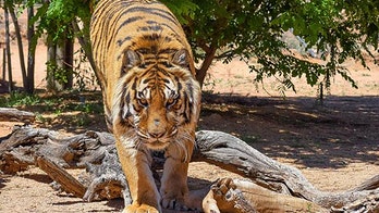 Dublin Zoo tiger 'attacks' young boy -- only to be stopped by glass partition