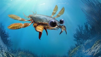 'Utterly bizarre' chimera crab fossil discovered: 'Makes you wonder 'what else is out there'