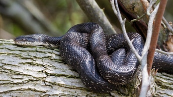 Huge rat snakes fight over female in North Carolina, rare video shows