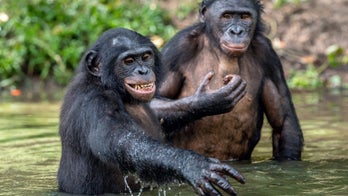 'Hippie chimps' had sex with mysterious 'ghost ape' hundreds of thousands of years ago