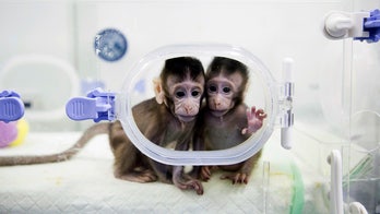 China's human-like monkeys spark concerns