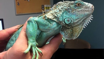 Ohio man swings iguana over head by tail, flings at restaurant manager: cops