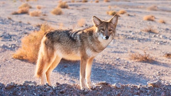 Coyote that terrorized Bay Area is euthanized following capture