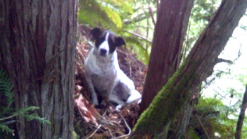 Barking dog leads searchers to her missing owner after he died on hike
