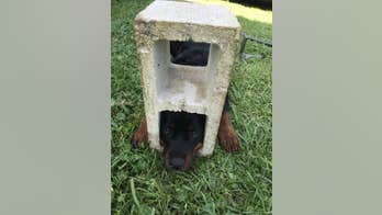 Firefighters use Jaws of Life to free Rottweiler puppy's head from cinder block