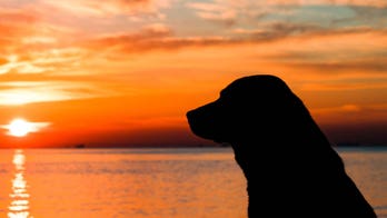 'Dead' dog escapes grave, shocks owners, after being accidentally buried alive