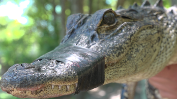 Mating season brings out aggressive alligators across Florida