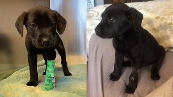 Deaf man adopts deaf puppy from shelter, teaches dog sign language commands
