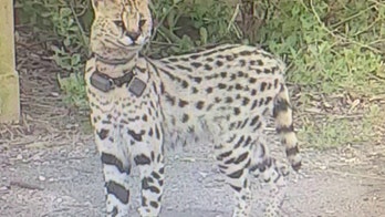 Exotic cat on the loose in Virginia, Animal Control working with owner to capture it