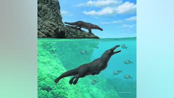 Four-legged whale that lived 40 million years ago found off coast in Peru