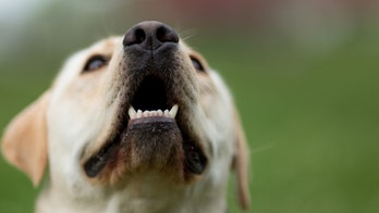 Kansas dog makes 50-mile trek to her old home in Missouri