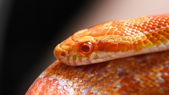 Escaped snake caught on bus terrifies passengers: 'Never getting on a bus again'