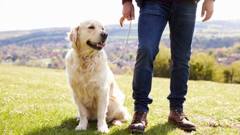Dog owners are four times more likely to lead an active lifestyle, study claims