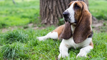 New Jersey dog impaled on lamppost expected to make full recovery: report