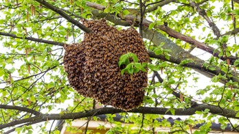 Arizona mom attacked by bees after beehive falls on her: ‘I heard it explode on my head’