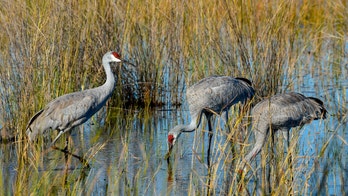 100-year-old Florida man dies in multivehicle crash after drivers stop for sandhill cranes