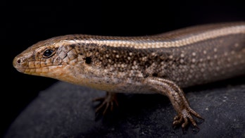 One of the 'weirdest lizards' in the world has given birth
