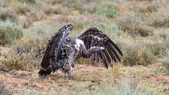 Kansas couple killed in motorcycle crash caused by vulture, officials say