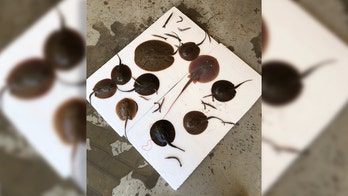 Man caught transporting invasive stingrays, exotic fish at Texas airport