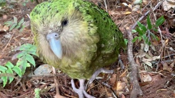 Rare Kakapo parrot produces strong breeding season, scientists say