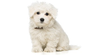 Philadelphia cop charged after dispute with girlfriend's brother over Maltese dog, authorities say