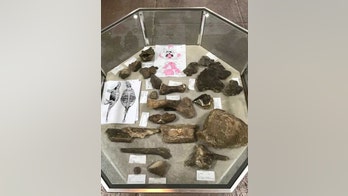 New spike-armored dinosaur discovered in Texas