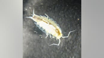 Astronauts help discover newfound crustacean during cave expedition
