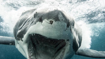 Enormous great white shark spotted swimming upside down in Australia