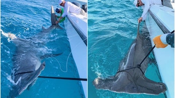 Golf legend Greg Norman catches ‘monster’ hammerhead shark after it eats 80-pound hooked shark