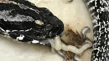 Bloodsucking worms found in Florida rattlesnake species alarm researchers: It's a 'nasty situation'
