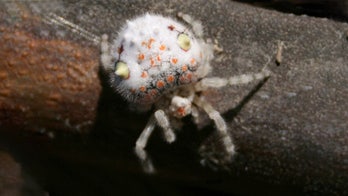 People freaking out creepy ‘sushi’ spider found in Sydney