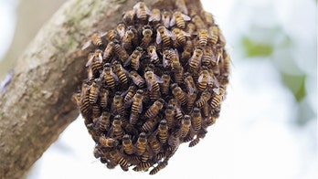 Beekeeper's warm-weather warning: ‘Do not be frightened’ of swarming honeybees