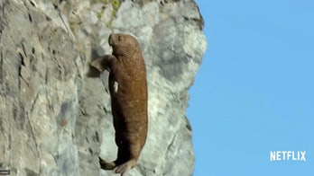 WARNING GRAPHIC IMAGES: Netflix documentary scene shocks viewers