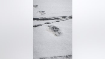 Mysterious Yeti found? Indian Army's 'footprints' claim sets Twitter ablaze