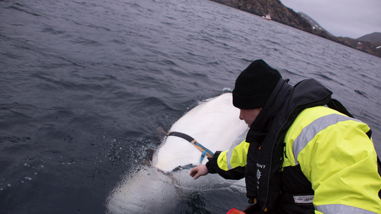 Enigmatic Beluga whale lets people pet it in Artic Norway