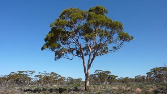 Tree that began 'weeping' on Good Friday draws hundreds of worshipers over Easter weekend