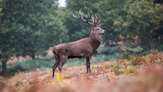 Australian man gored to death by pet deer, wife critically injured