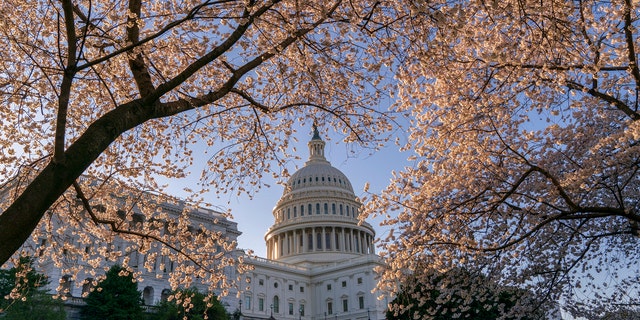 The Capitol is framed amid blooming cherry trees in Washington, Monday, April 1, 2019. (AP Photo/J. Scott Applewhite)