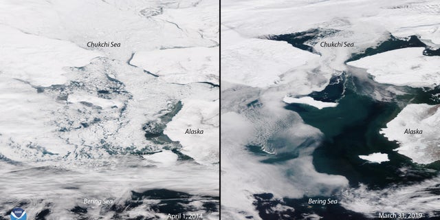 An image on the left shows the iced-over Bering Sea this time of year in 2014. On the right is the Bering Sea melted as of Sunday, March 31.