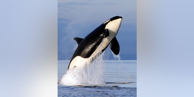 In this Jan. 18, 2014, file photo, an endangered southern resident female orca leaps from the water while breaching in Puget Sound, west of Seattle.