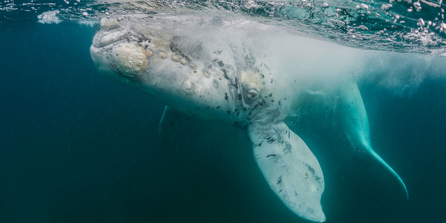 An albino gray whale (not pictured here) was recently filmed off the coast of Baja California and may be the cetacean celebrity known as Milk Gallon.