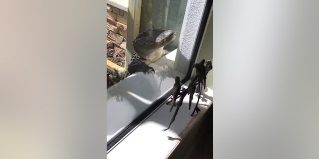 Westlake Legal Group AlligatorDonnaHeiss Alligator surprises Florida homeowner, scratches up windows and door: 'Not cool' Michael Bartiromo fox-news/science/wild-nature fox-news/lifestyle fox-news/entertainment/genres/pets fox news fnc/lifestyle fnc article 166763c0-2fbb-5d9a-822a-74b75b5c3e9a