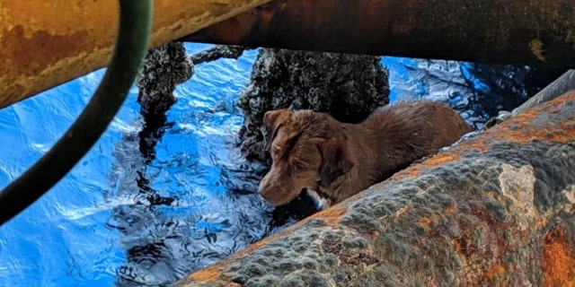 A stranded dog was spotted by oil rig workers clinging to a pole on the platform some 130 miles from shore in the Gulf of Thailand on Friday.