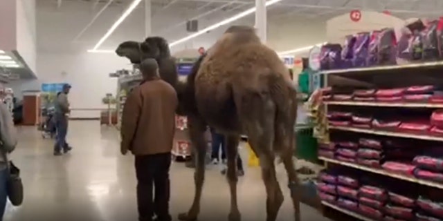 A man in Muskegon, Mich., took his pet camel Jeffrey on a trip to their local PetSmart in order to get the animal more accustomed to traveling in his trailer.